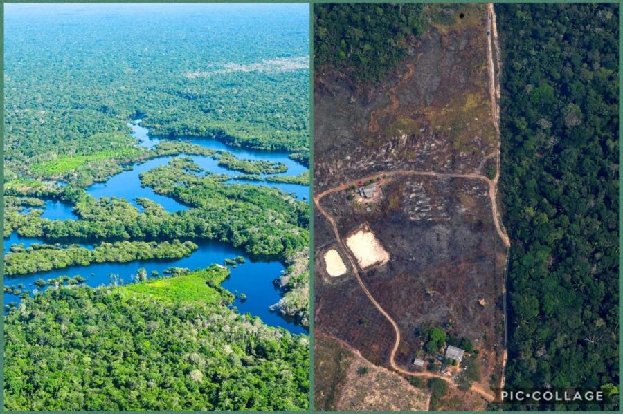 Amazon Rainforest What is Left? THE SEMINOLE TIMES